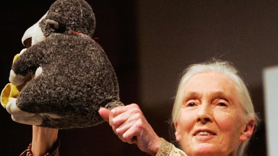 Jane Goodall's art exhibit in Mumbai gives visitors a glimpse into the life of the chimpanzees' expert